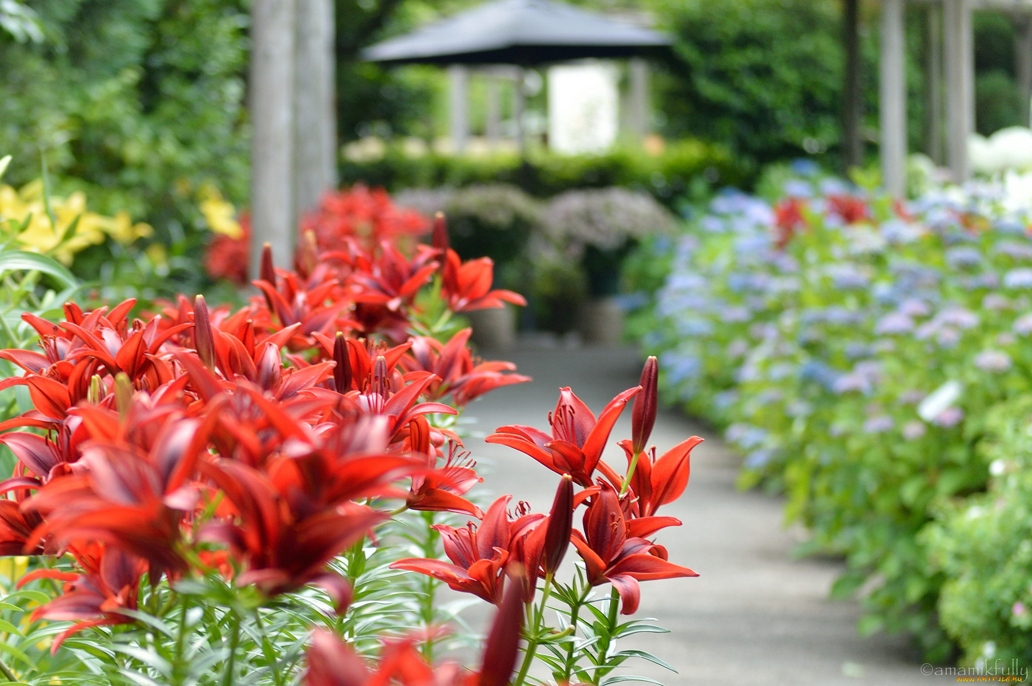 , ,  , petals, lily, , , bloom